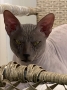 Вязка донской сфинкс, 650 ₪, Ришон ле Цион